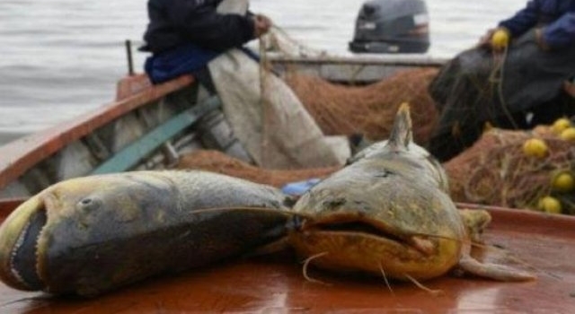 La histórica bajante del río Paraná "afectará la pesca de acá a dos o tres años"