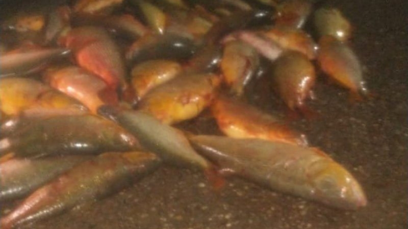 Depredación del río Uruguay: la Asociación de Guías de Pesca exigió respuestas al gobierno provincial.