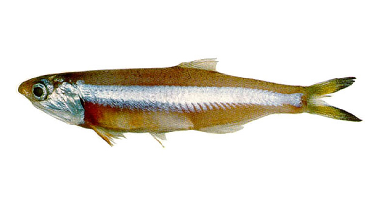 Anchoa (Pomatomus saltarix)