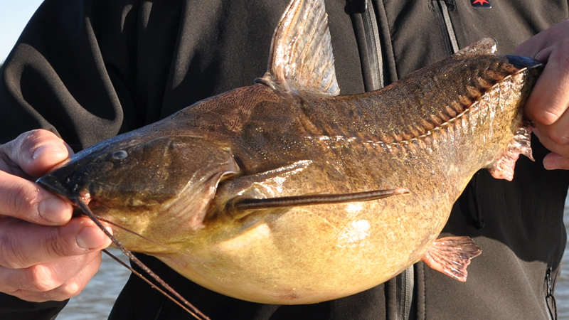Armado (Pterodoras granulosus)