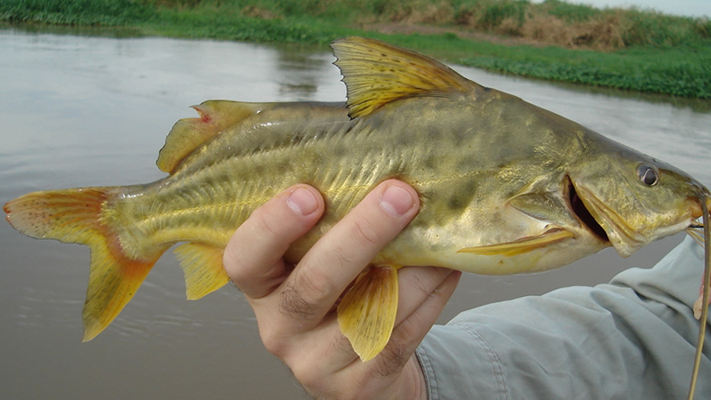 Bagre amarillo (Pimelodus maculatus)