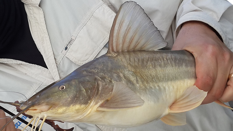 Bagre blanco (Pimelodus albicans)