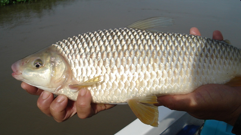Boga (Leporinus obtusidens)