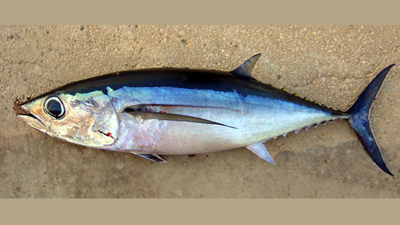 Bonito (Sarda sarda)