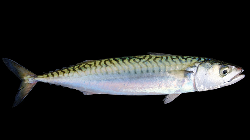 Caballa (Scomber japonicus)