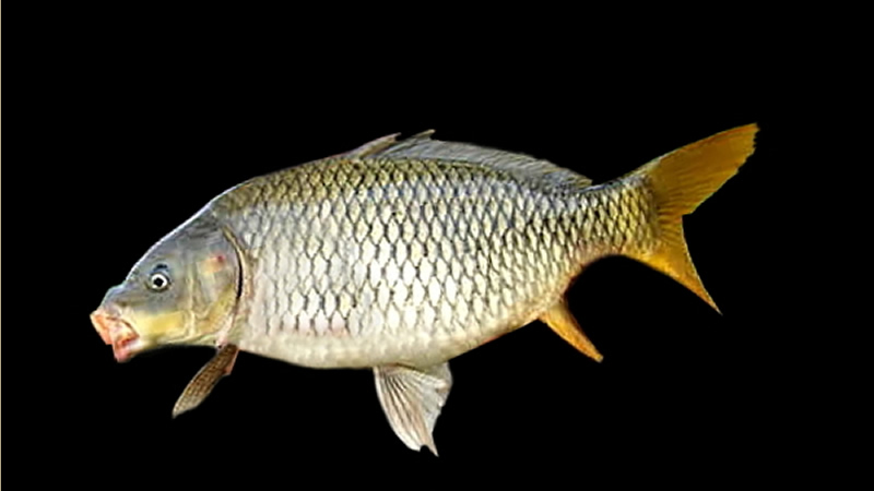 Carpa (Cyprinus carpio)