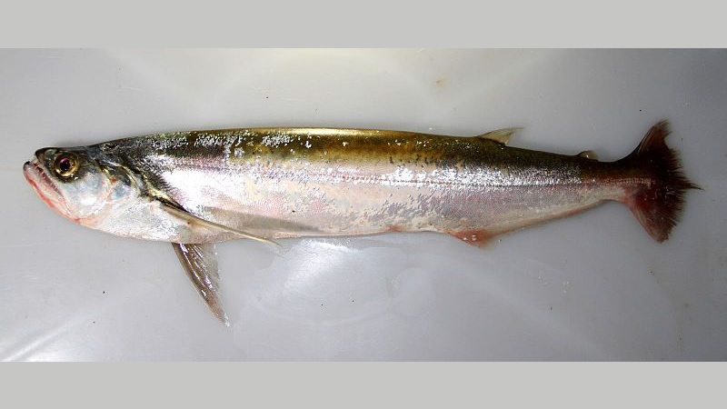 Chafalote o Machete (Rhaphiodon vulpinus)