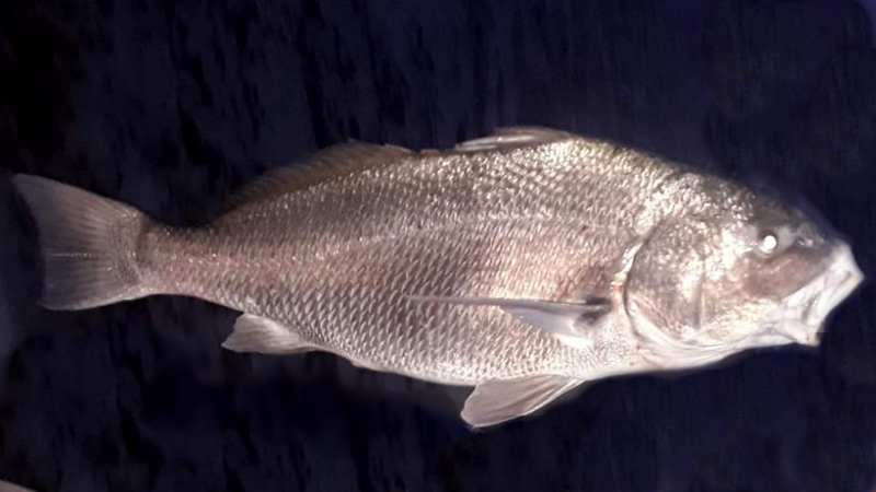 Corvina negra (Pogonias cromis)