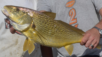 Pesca de Corvina rubia (Microgonias furnieri)