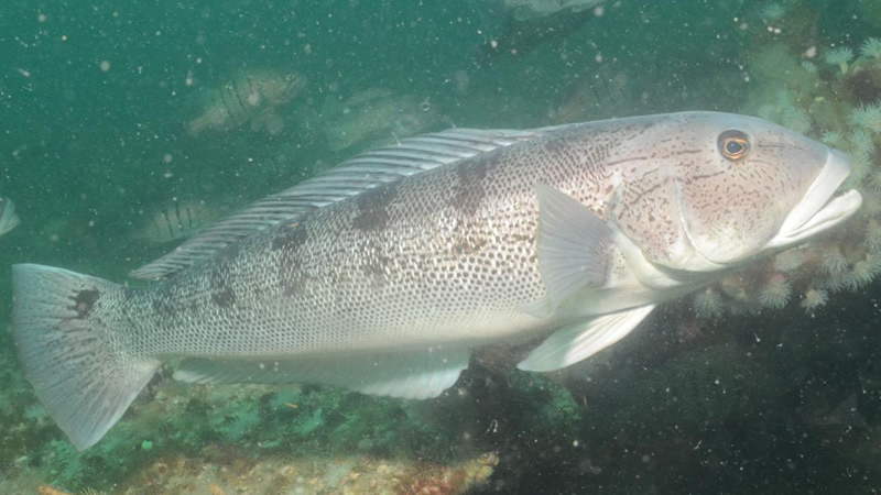 Falso salmón (Pseudopercis semifasciata)