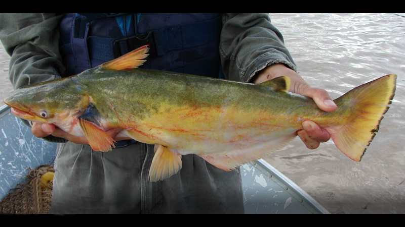 Manduvá (Ageneiosus brevifilis)