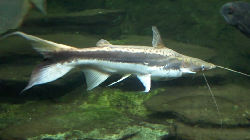 Manduví o Manduvé Cucharón (Sourubim lima)