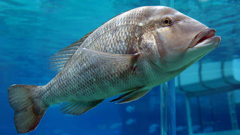 Mero (Acanthístius brasilíamis)