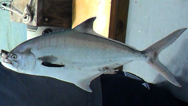 Palometa de mar (Parona signata)