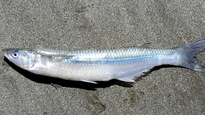 Pejerrey de mar (Odontesthes argentinensis)