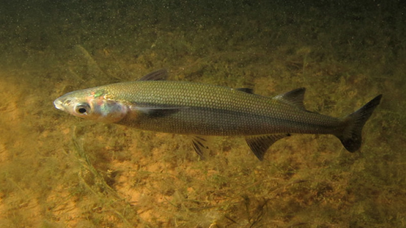 Pejerrey patagónico (Odontesthes hatcheri)