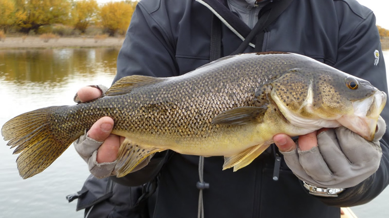 Perca (Percichthys spp)