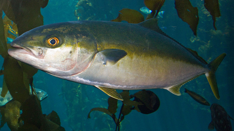 Pez limón (Seriola lalandei)