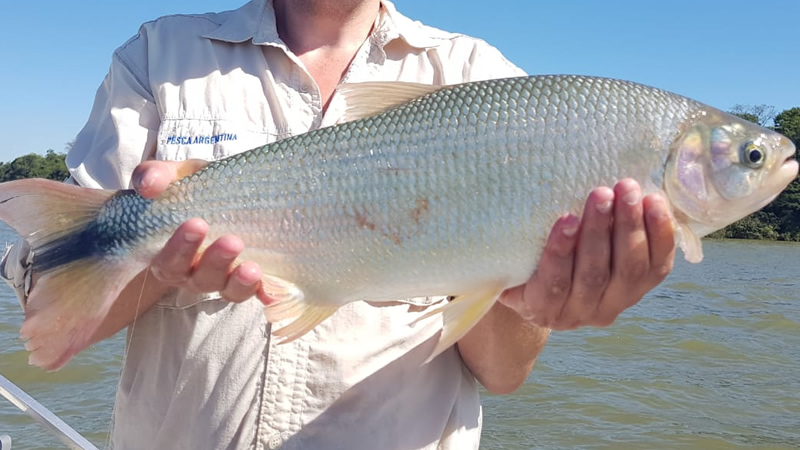 Pirá pitá (Brycon orbignyanus)