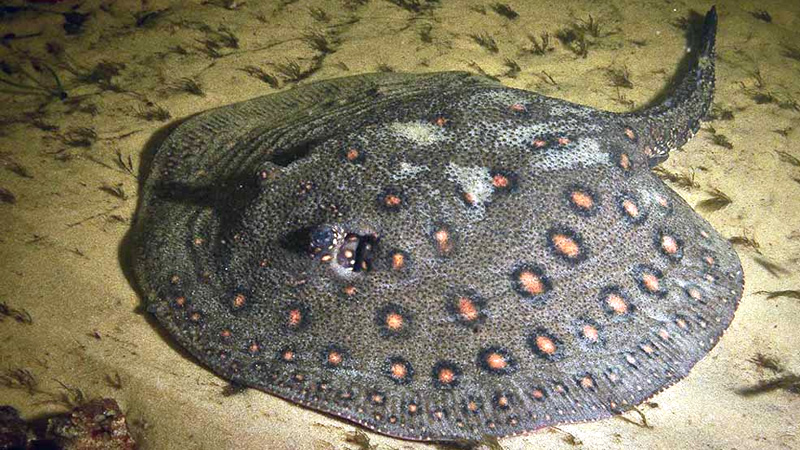 Raya o Chucho de río (Potamotrygon motoro)