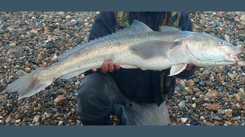 Róbalo (Eleginops maclovinus)