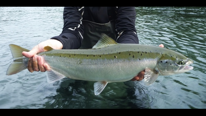 Salmón encerrado (Salmo Salar Sebago)