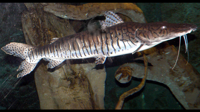 Surubí atigrado (Pseuplatystoma fasciatum)