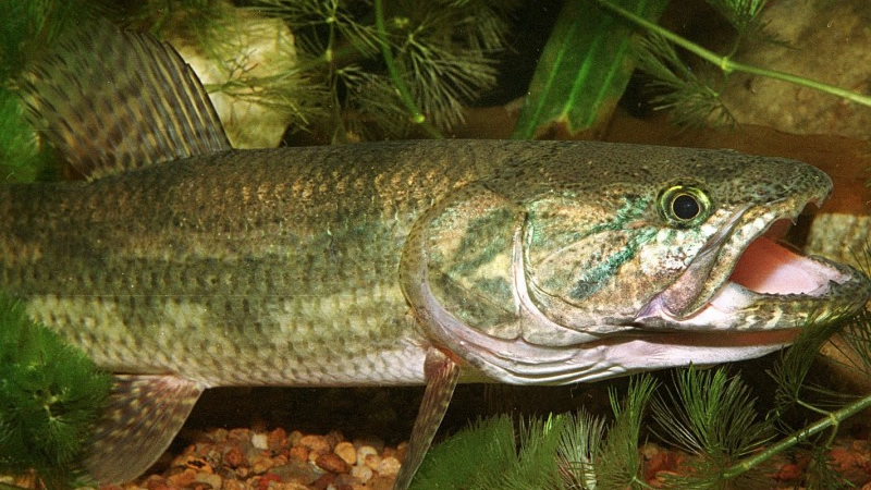 Tararira o Tarucha (Hoplias malabarícus)