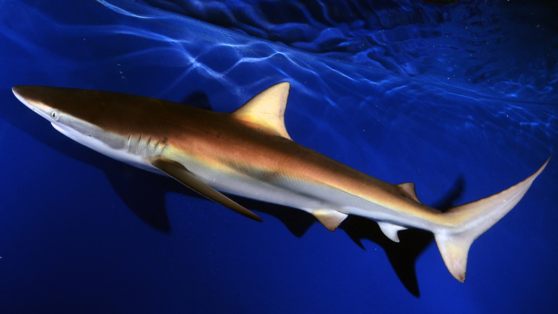 Tiburón bacota (Carcharhinus brachyurus)