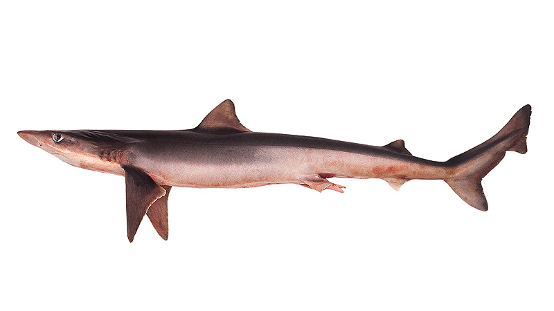 Tiburón cazón (Galeorhinus galeus)