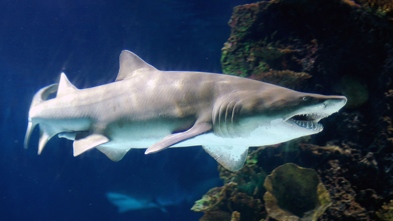Tiburón escalandrún (Odontaspis taurus)
