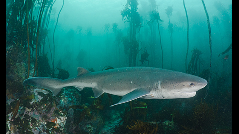 Tiburón gatopardo (Notorhynchus cepedianus)