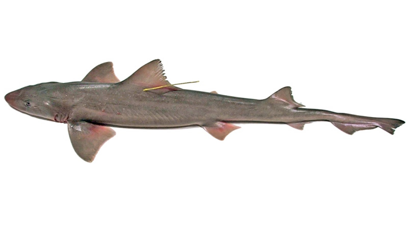 Tiburón gatuzo (Mustelus schmitti)