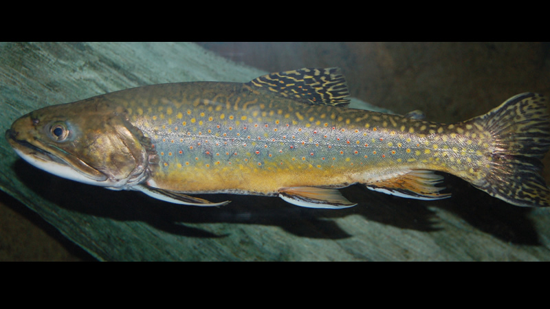 Trucha de arroyo (Salvelinus fontinalis)