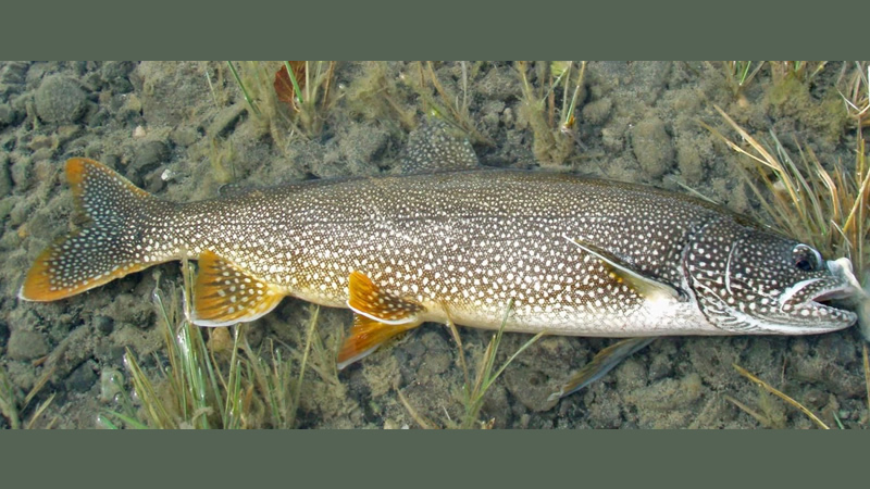 Trucha de lago (Salvelinus namaycush)
