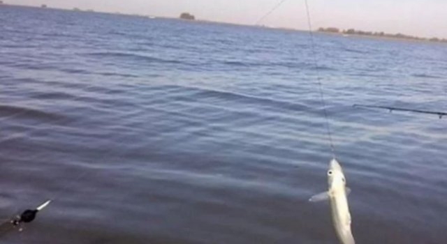 Buenos Aires: este martes comienza la veda para la pesca del pejerrey
