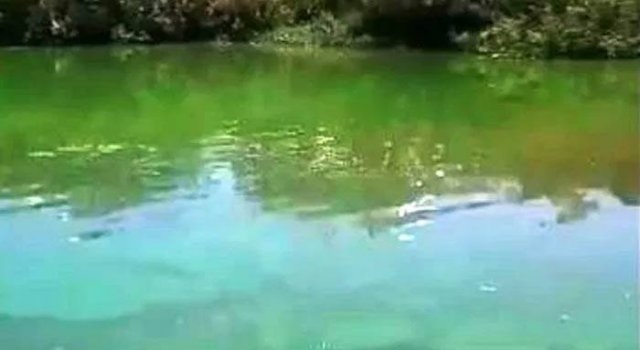 Detectaron algas verdes en ríos entrerrianos