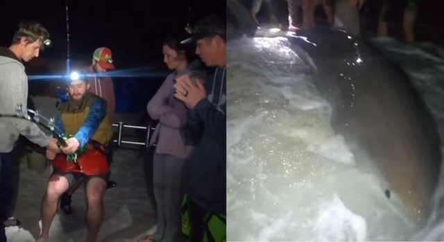 Video: sacó un enorme tiburón blanco en su primer día de pesca