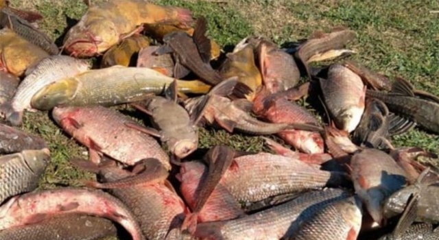 Río sin control, pescan manguruyú en peligro de extinción