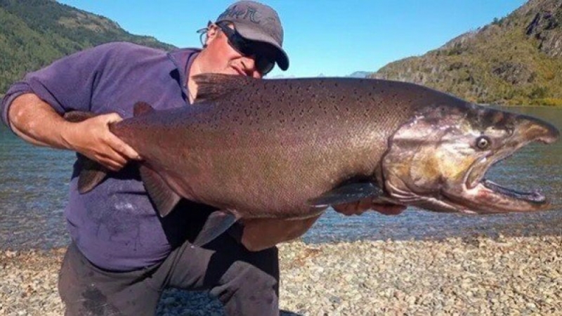 El salm&oacute;n Chinook, entre el trofeo y la amenaza