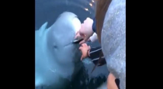 Una ballena recuperó desde el agua un celular y se lo devolvió a la dueña