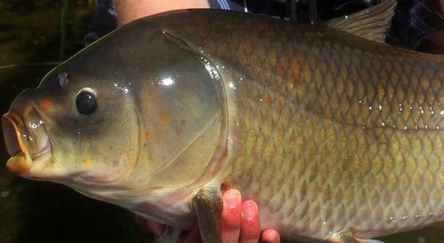 Científicos encuentran al pez de agua dulce más longevo del planeta