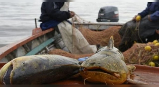 Pesca indiscriminada en el Paraná: Lanzan brigadas especiales para el control de la práctica