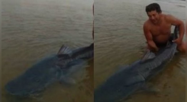 Pescó un enorme surubí de 75 kilos y lo devolvió al río Paraná