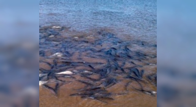 Por la cuarentena, cientos de peces reaparecen en el río Paraná